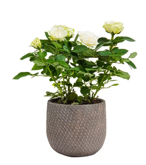 Rosier beau monde avec cache pot