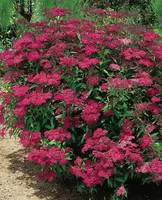 Spirea Japonica Anthony Waterer - Pot de 5L