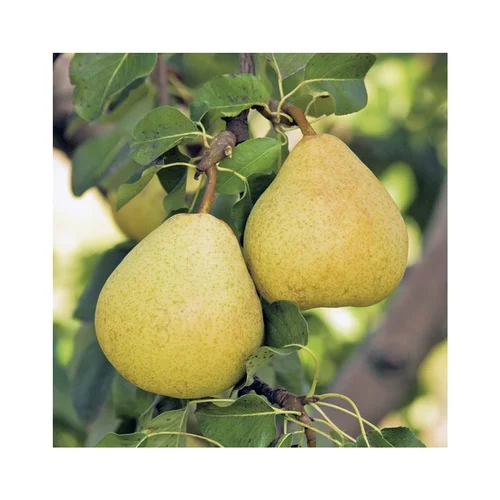 Poirier Delbardelice ® Delété. Le pot de 15 litres, forme 1/2 tige
