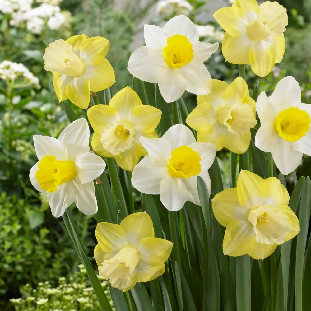 5 Narcisses à grande couronne Mainstreet Narcissus 'mainstreet'