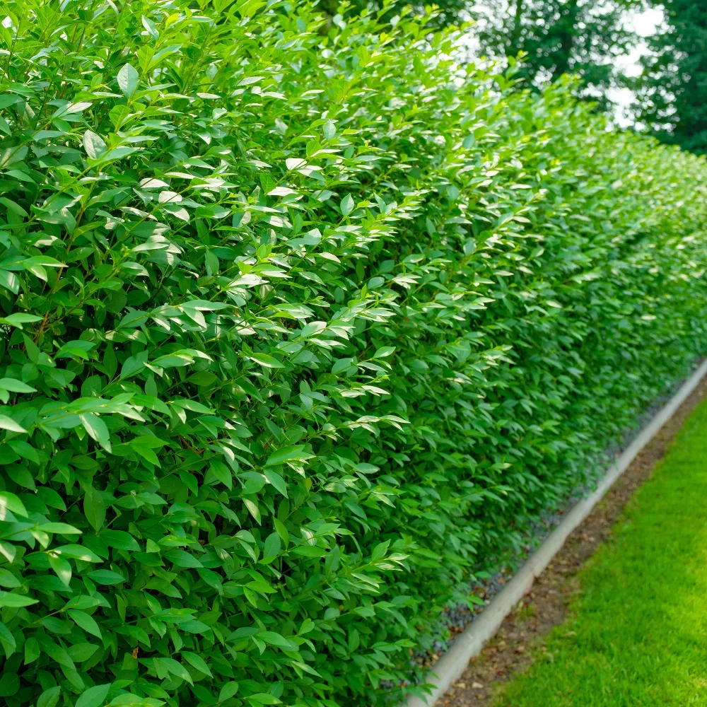 Troène commun Atrovirens Ligustrum vulgare Atrovirens
