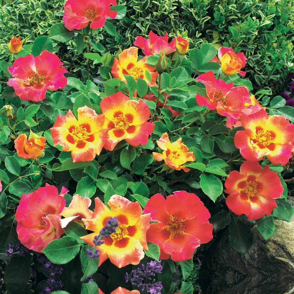 Rosier Babylon Eyes ® Sunshine Intereybabnus COV Rosa babylon eyes ® sunshine intereybabnus cov