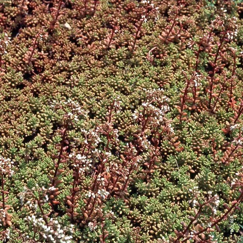 Sedum Album - Le pot de 1 litre