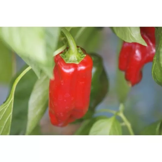 Biologische zaden van Paprika Rosso