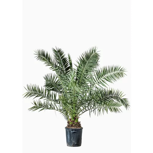 Phoenix Canariensis ou Dattier des Canaries 130/140 cm en pot de 10 L