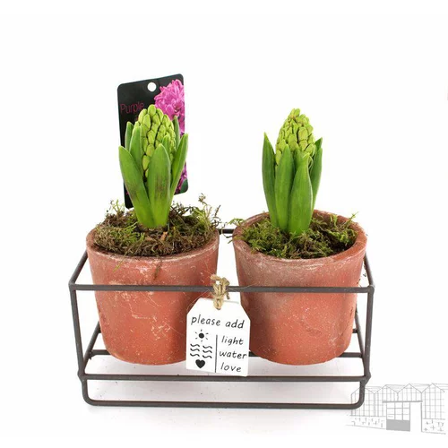 Jacinthes x 2 en pot déco - La composition