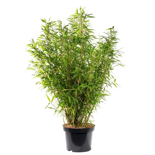 Bambou Fargesia Angustissima. Le pot de 3 litres