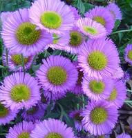 Erigeron - Le pot de 10,5 cm