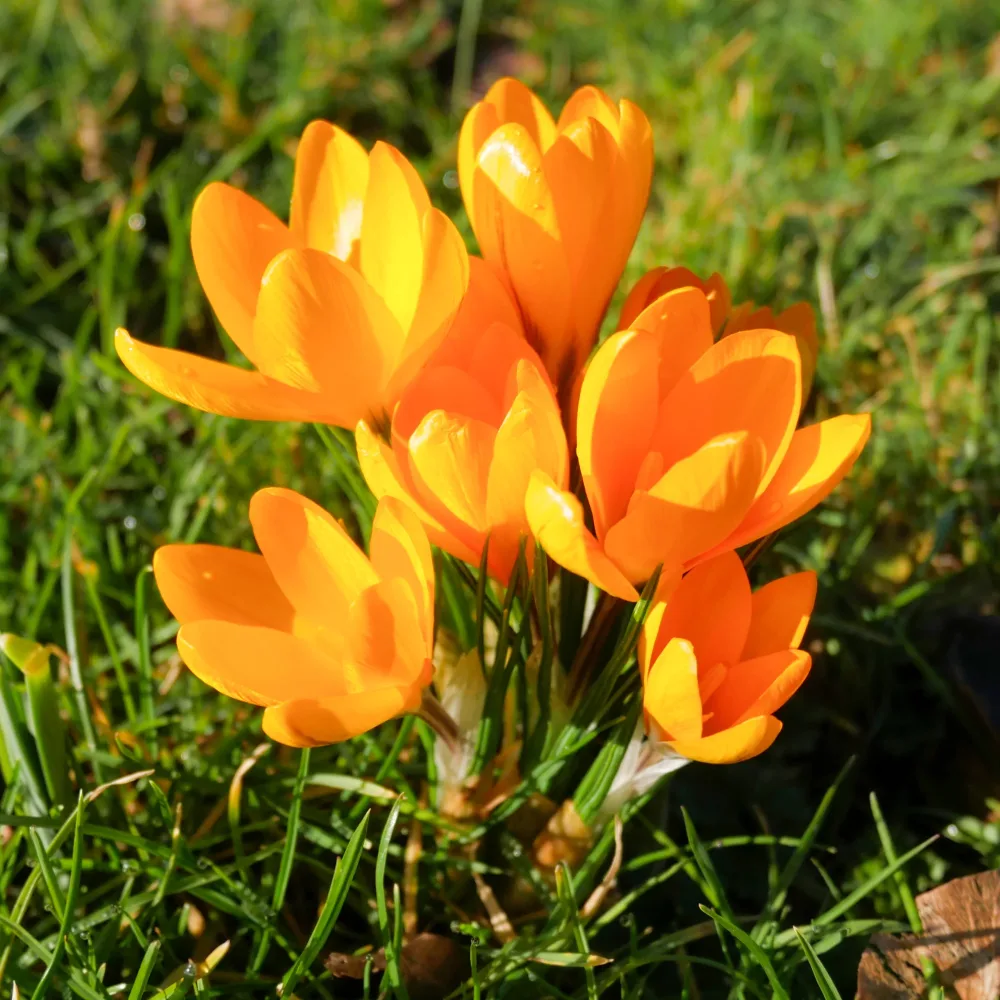 15 Crocus Mammouth jaune Crocus vernus yellow Mammoth