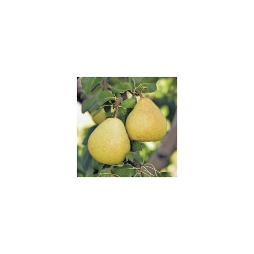 Poirier Delbardelice ® Delété. Le pot de 12 litres, forme gobelet
