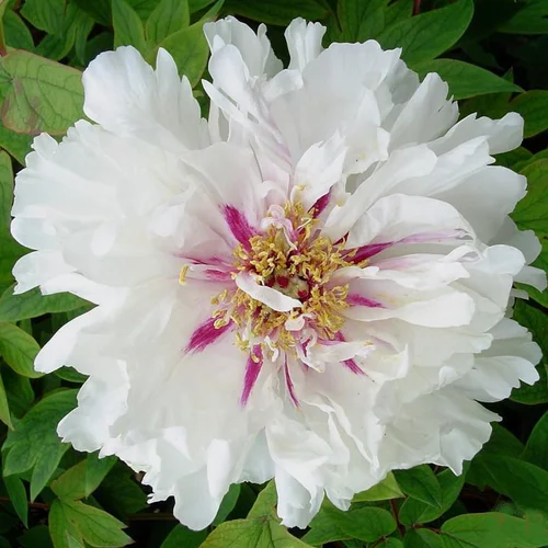 Pivoine Arbustive blanche - Le pot de 5 litres