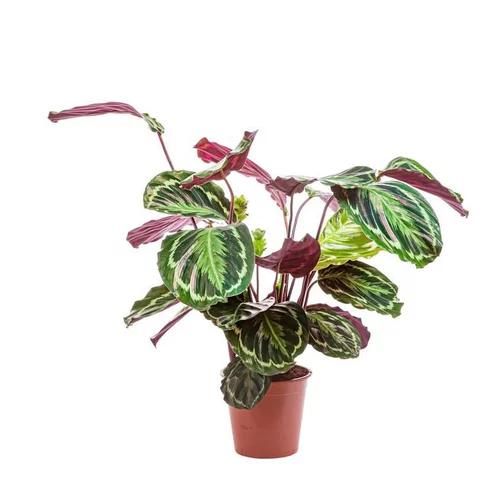 Calathéa mix extra - Le pot de Ø 19 cm