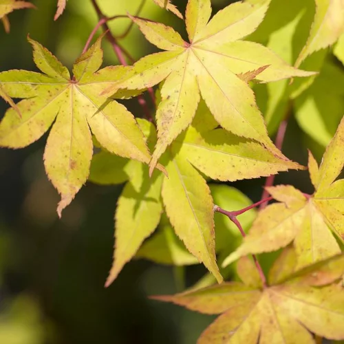 Érable du Japon variété Osakasuki jaune