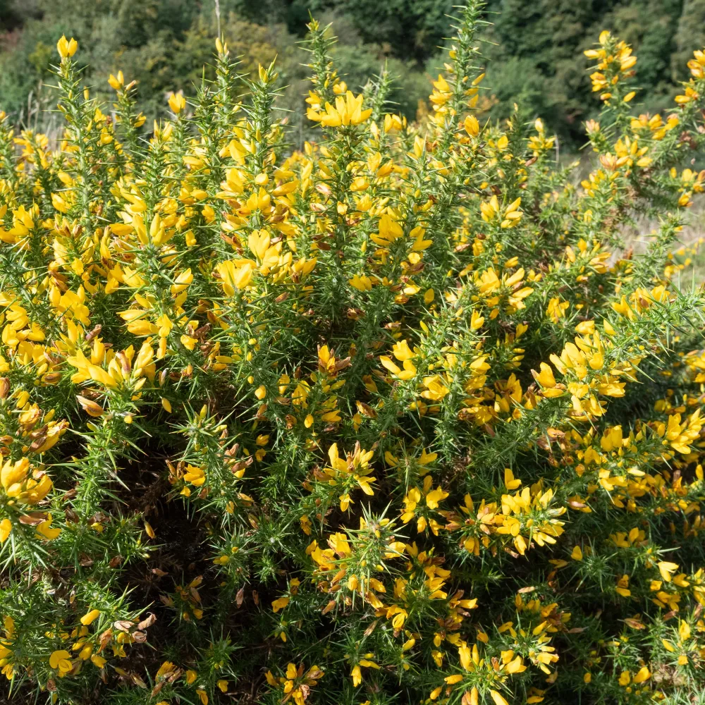 Ajonc d'Europe Ulex europaeus