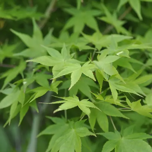 Erable du Japon (ACER PALMATUM AUREUM ) Le pot de 30 litres
