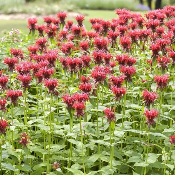 Monarde Cambridge Scarlet Monarda cambridge scarlet