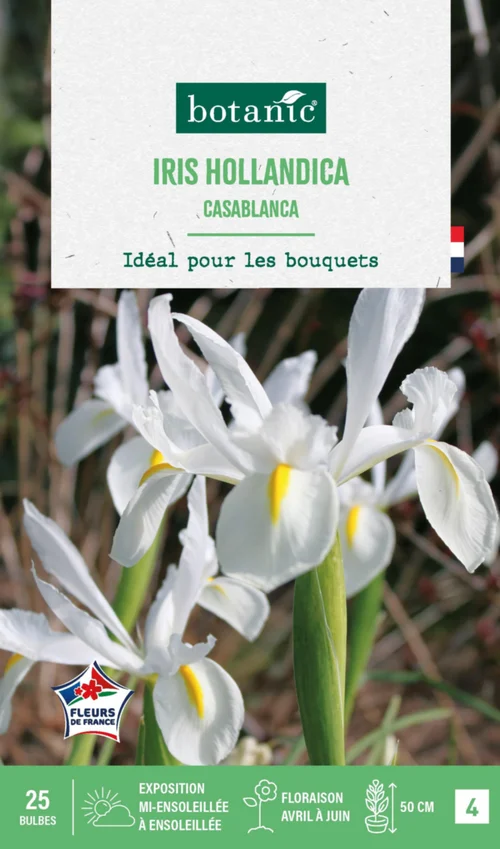 Iris hollandica casablanca botanic® - 25 bulbes