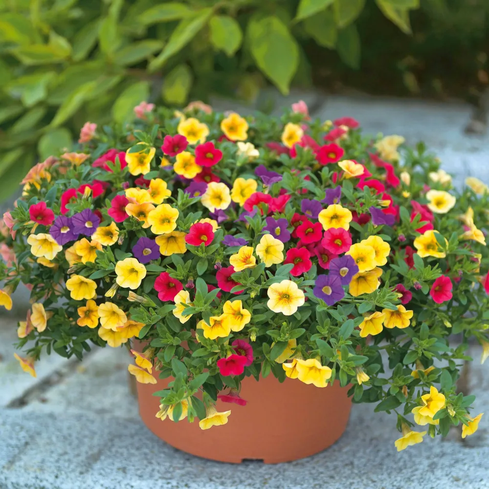 Collection de 3 pétunias clochettes (1 rouge + 1 bleu + 1 jaune) Petunia
