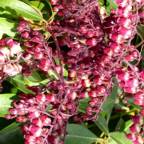 Pieris Japonica Varié – Pot de 15L