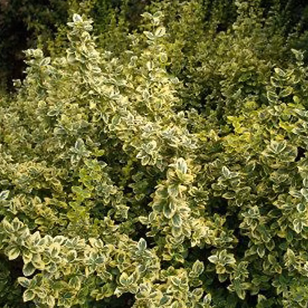 2 x Fusain 'Emerald 'n Gold' – Euonymus fortunei 'Emerald 'N Gold', 15-20 cm pot