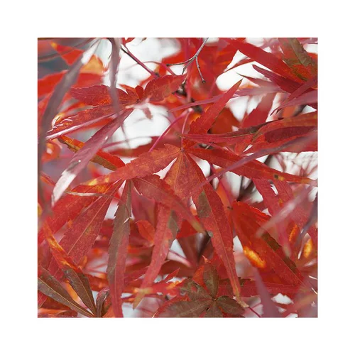 Erable du Japon (ACER PALMATUM ATROLINEARE ) Le pot de 30 litres
