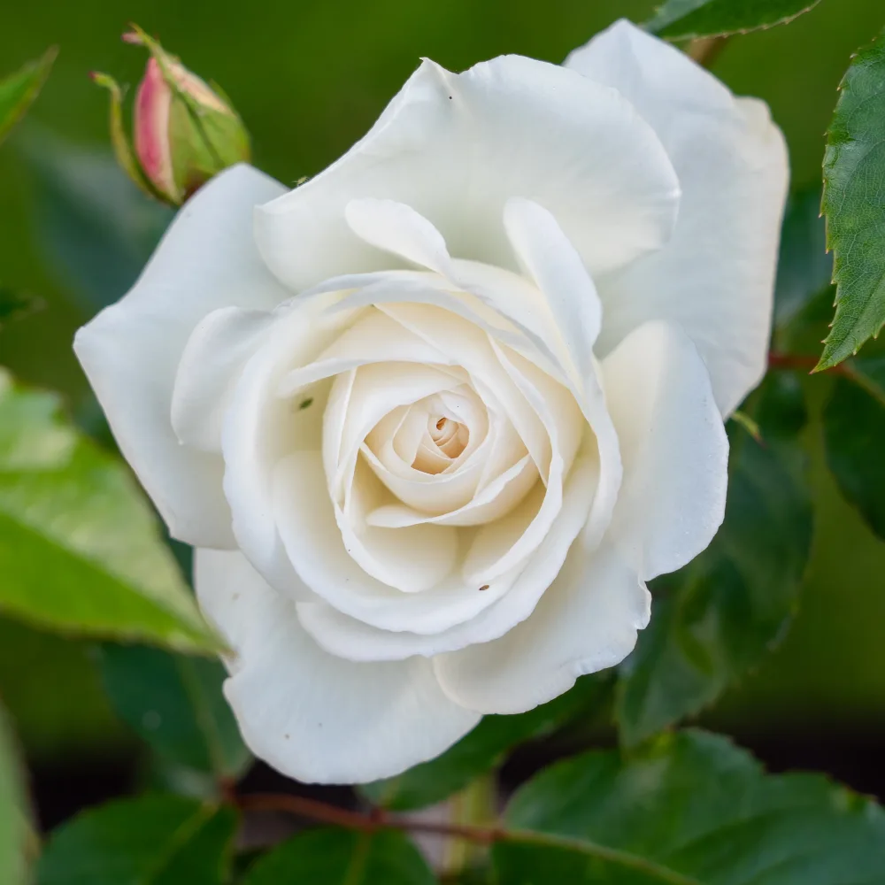 Rosier buisson blanc Rosa