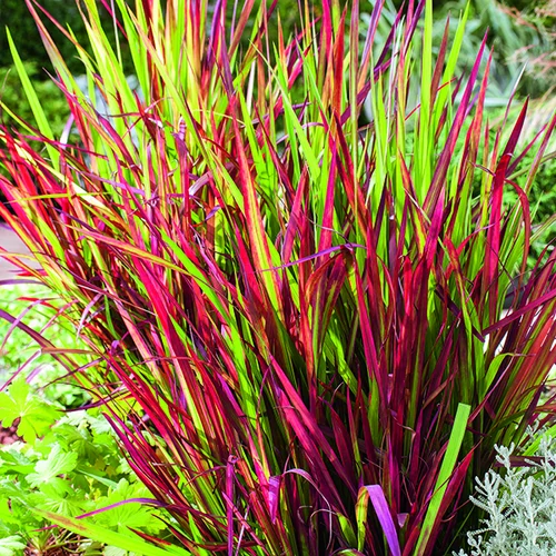 Imperata Red Baron rouge botanic®. Le pot de 1 litre