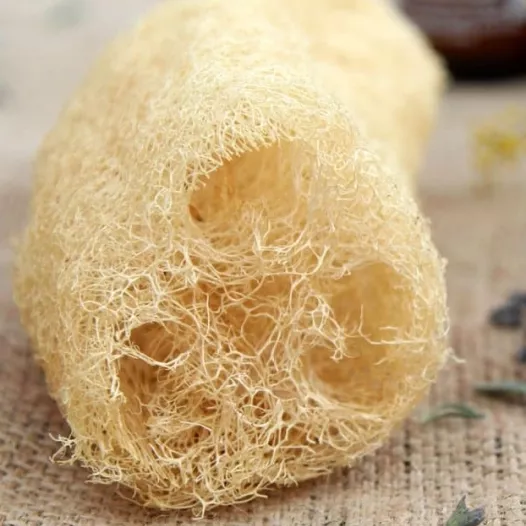 Biologische zaden van Pompoen Spons Luffa