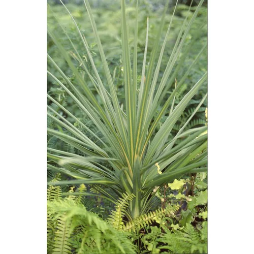Cordyline indivisa 60/90 cm en pot de 5 L