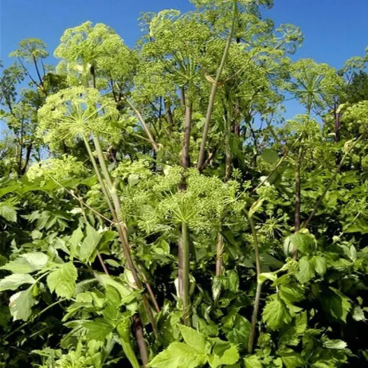 Engelwortel zaden bio | Aromatische kruidenzaden