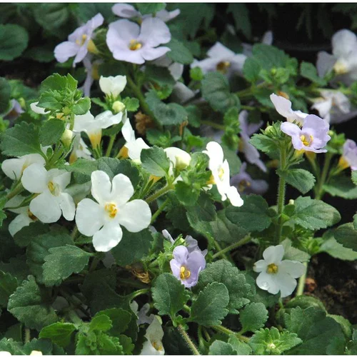 Bacopa (Sutera cordata) à fleurs multicolores - Le pack de 4 plants