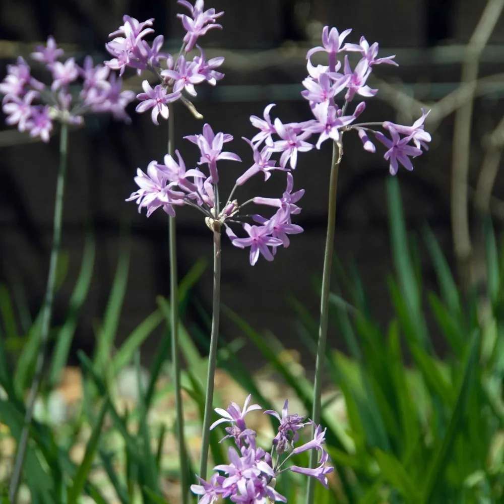 3 Tulbaghia violacea Tulbaghia violacea