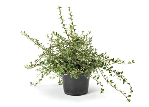 Cotonéaster Dammeri vert. Le pot de 3 litres