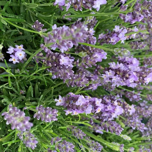 Lavande Angustifolia Hidcote à fleurs violettes. Le pot de 3 litres
