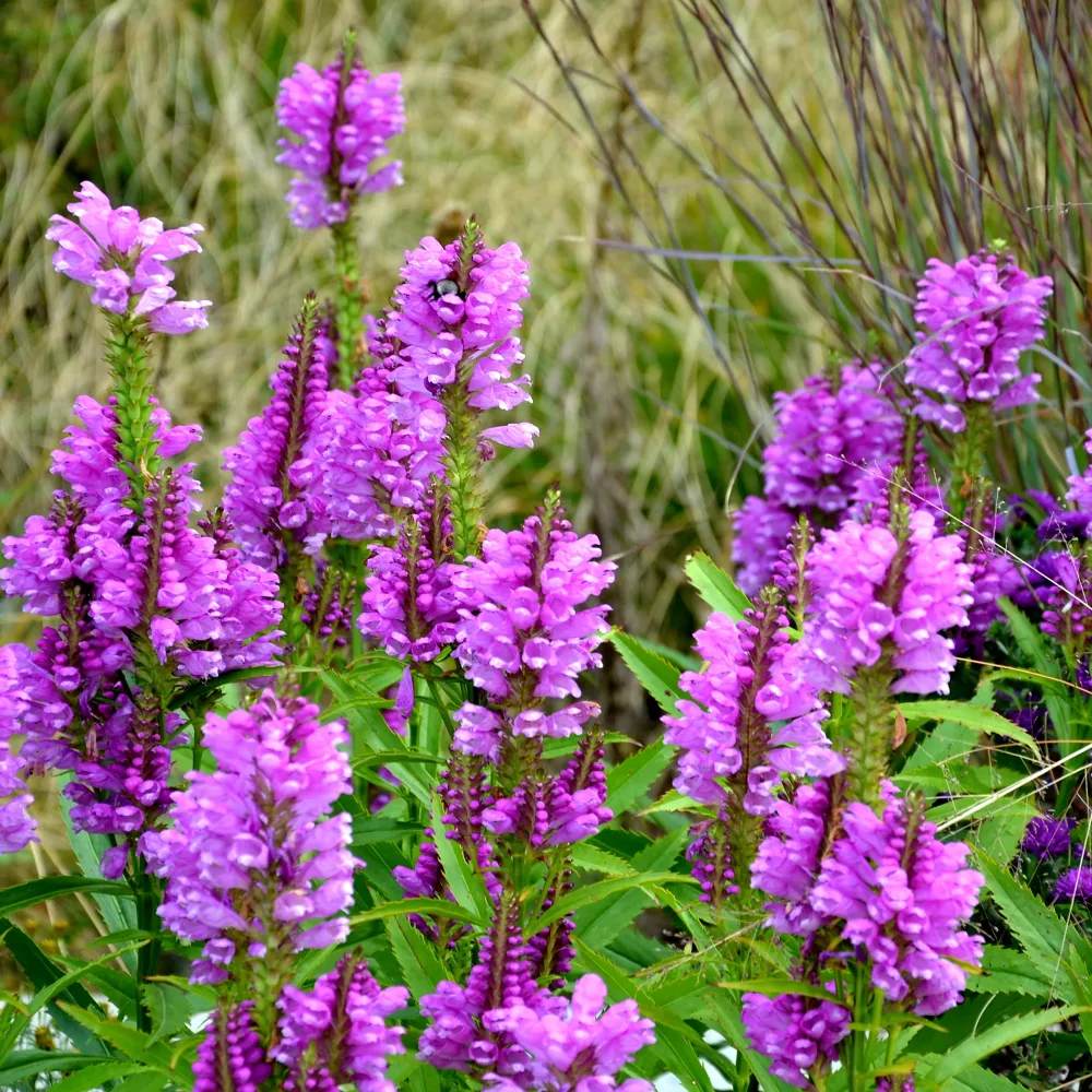 Cataleptique Vivid Physostegia virginiana Vivid