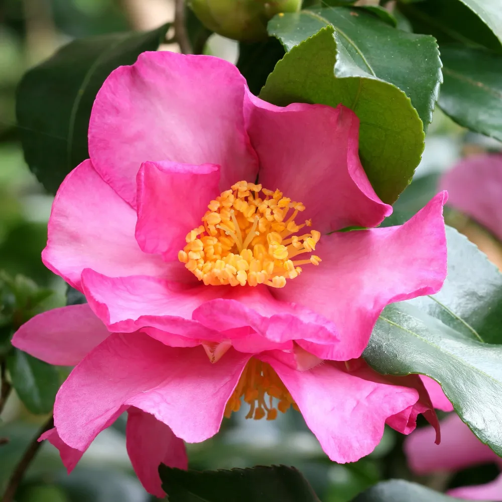 Camélia d'automne Camellia sasanqua