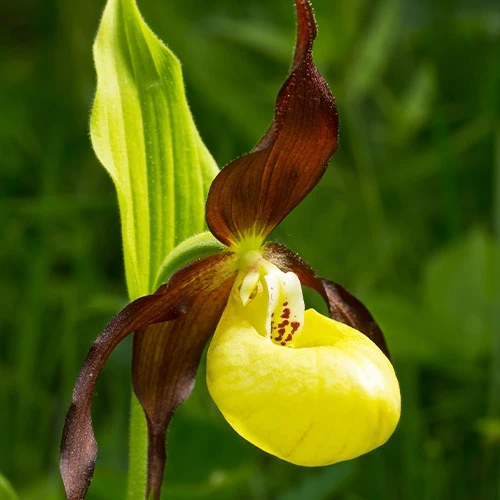 Orchidée terrestre 'cypripède soulier' Cypripedium calceolus