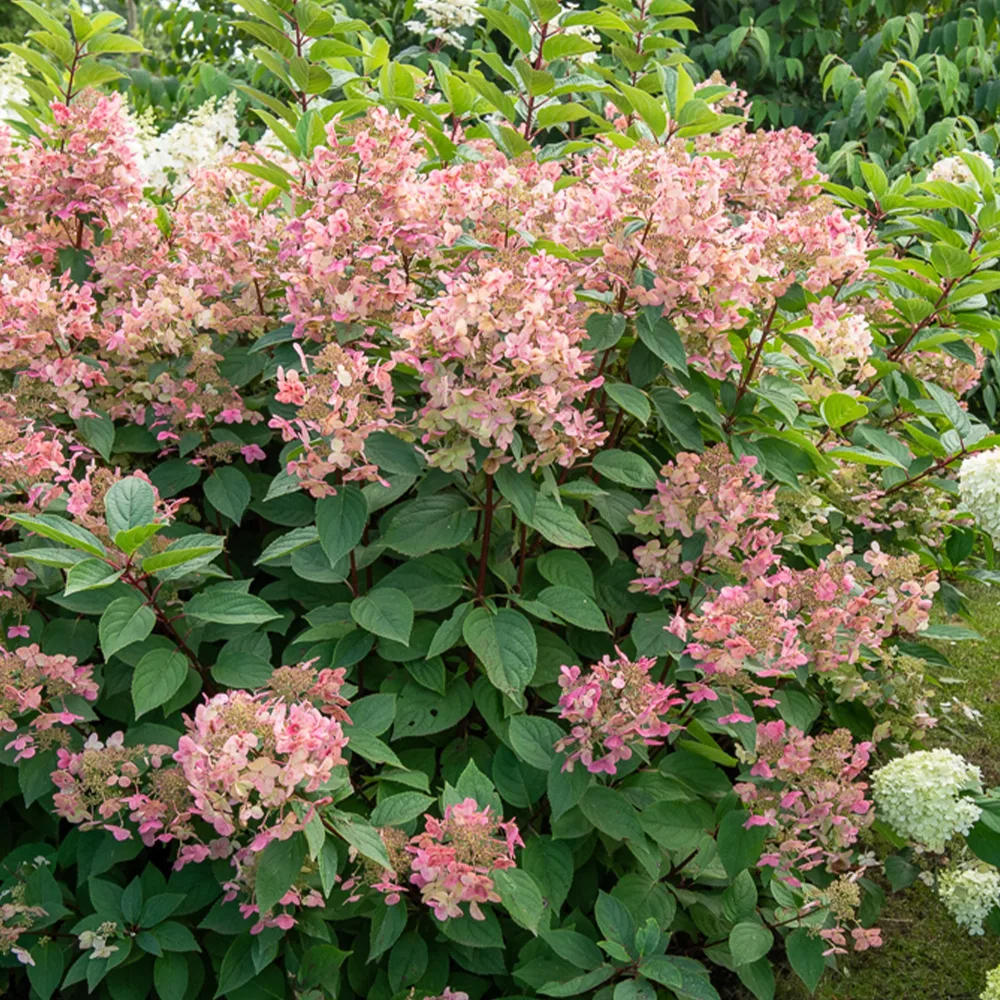 Hortensia paniculé Wims Red Hydrangea paniculata Wims red