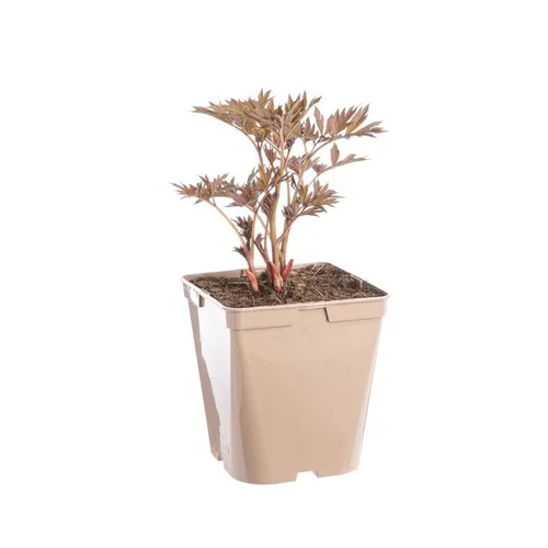 Pivoine Cora Louise - Le pot de 5 litres