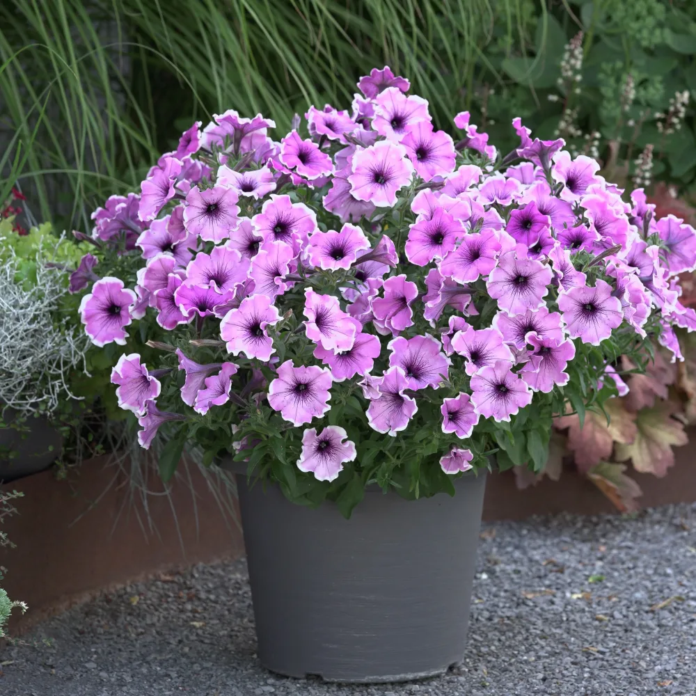 3 Pétunias Lavender Blush Petunia Famous Lavender Blush