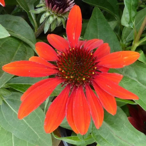 Echinacea Sunseekers rouge - Le pot de 4 litres