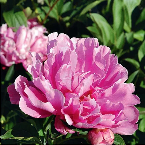 Pivoine arbustive