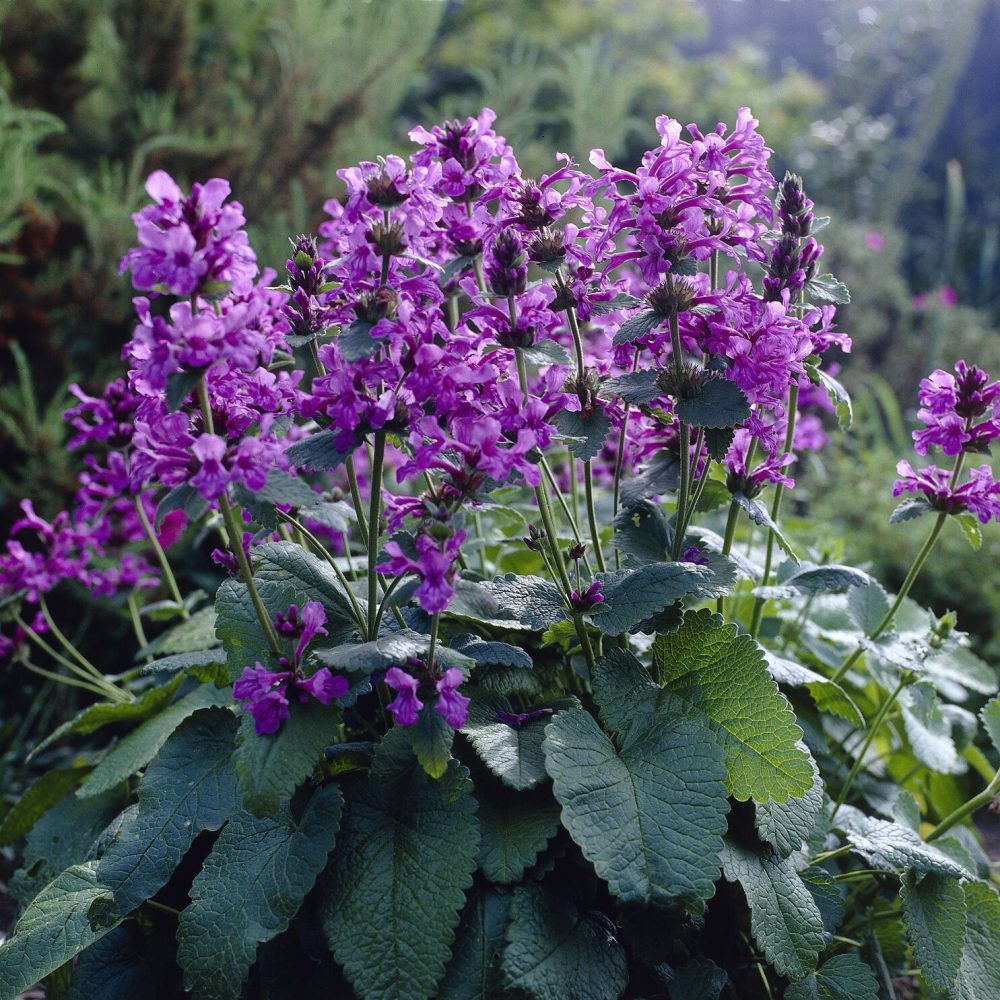 Epiaire à grandes fleurs Superba Stachys grandiflora Superba
