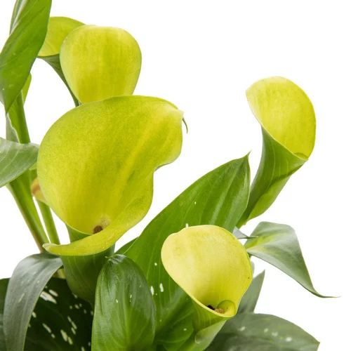 Arum "Green". Le pot de 3 litres