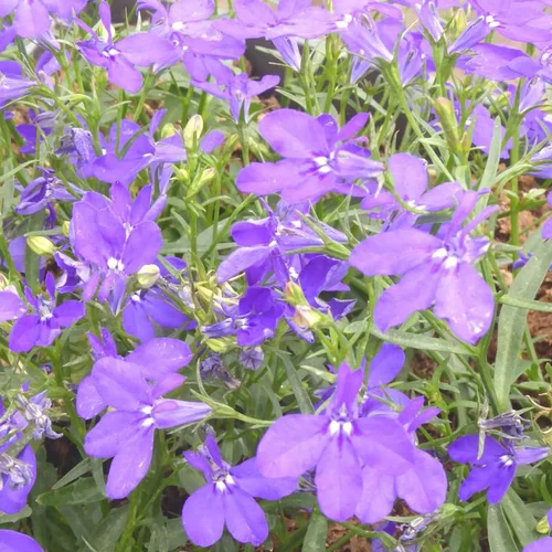 Lobelia ou lobélie - La suspension de 6 litres
