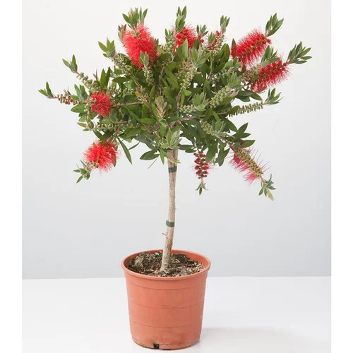 Rince bouteille tige (Callistemon Laevis). Le pot de 3 litres