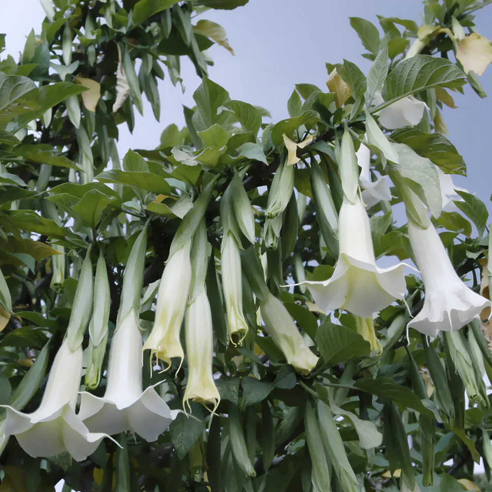 Brugmansia blanc Brugmansia arborea