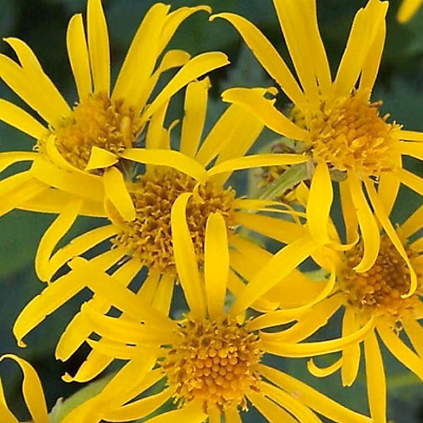 6 x Ligulaire | Ligularia dentata – godet 9cm x 9cm