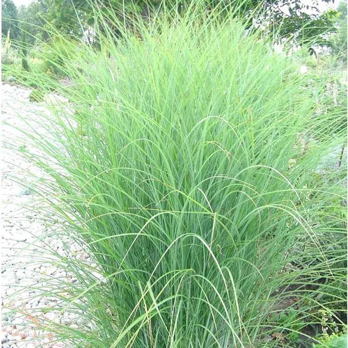 Miscanthus Sinensis Gracillimus - Le pot de 2 litres