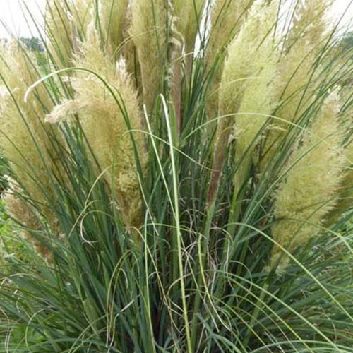 Herbe de la pampa compacte Evita Cortaderia selloana monstruosa